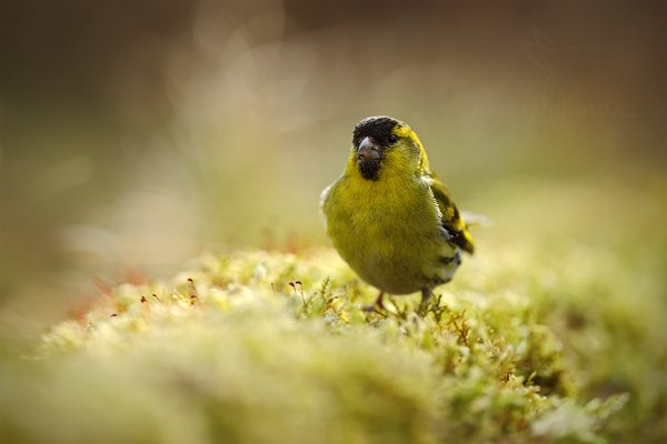 Čížek lesní (Carduelis spinus), Čížek lesní (Carduelis spinus) Eurasian Siskin, Autor: Ondřej Prosický | NaturePhoto.cz, Model: Canon EOS 5D Mark II, Objektiv: Canon EF 400mm f/2.8 L IS II USM, Ohnisková vzdálenost (EQ35mm): 400 mm, stativ Gitzo, Clona: 4.0, Doba expozice: 1/800 s, ISO: 400, Kompenzace expozice: 0, Blesk: Ne, 9. dubna 2012 8:35:49, Prachaticko, Šumava (Česko)