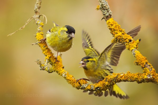 Čížek lesní (Carduelis spinus), Čížek lesní (Carduelis spinus) Eurasian Siskin, Autor: Ondřej Prosický | NaturePhoto.cz, Model: Canon EOS 5D Mark II, Objektiv: Canon EF 400mm f/2.8 L IS II USM + TC Canon 2x, Ohnisková vzdálenost (EQ35mm): 800 mm, stativ Gitzo, Clona: 5.6, Doba expozice: 1/250 s, ISO: 640, Kompenzace expozice: 0, Blesk: Ne, 8. dubna 2012 14:37:52, Prachaticko, Šumava (Česko)