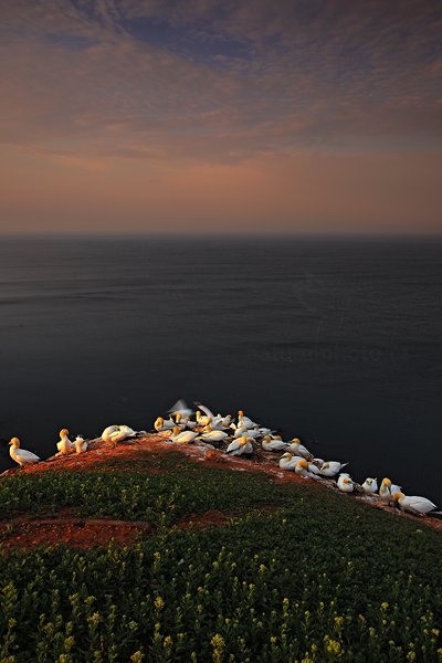 Terej bílý (Sula bassana), Terej bílý (Sula bassana) Northern Gannet, Autor: Ondřej Prosický | NaturePhoto.cz, Model: Canon EOS-1D Mark IV, Objektiv: Canon EF 17-40mm f/4 L USM, Ohnisková vzdálenost (EQ35mm): 520 mm, stativ Gitzo, Clona: 9.0, Doba expozice: 1/15 s, ISO: 100, Kompenzace expozice: -1/3, Blesk: Ne, 22. května 2012 6:25:29, ostrov Helgoland (Německo)  