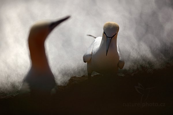 Terej bílý (Sula bassana), Terej bílý (Sula bassana) Northern Gannet, Autor: Ondřej Prosický | NaturePhoto.cz, Model: Canon EOS 5D Mark II, Objektiv: Canon EF 400mm f/2.8 L IS II USM, Ohnisková vzdálenost (EQ35mm): 400 mm, stativ Gitzo, Clona: 3.2, Doba expozice: 1/5000 s, ISO: 100, Kompenzace expozice: -1 1/3, Blesk: Ano, 21. května 2012 17:45:59, ostrov Helgoland (Německo)