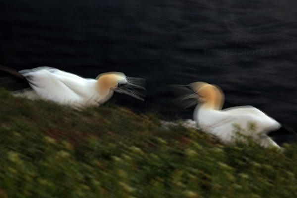 Terej bílý (Sula bassana), Terej bílý (Sula bassana) Northern Gannet, Autor: Ondřej Prosický | NaturePhoto.cz, Model: Canon EOS 5D Mark II, Objektiv: Canon EF 200mm f/2.8 L USM, Ohnisková vzdálenost (EQ35mm): 200 mm, stativ Gitzo, Clona: 22, Doba expozice: 0.3 s, ISO: 50, Kompenzace expozice: -1, Blesk: Ne, 19. května 2012 15:52:32, ostrov Helgoland (Německo) 