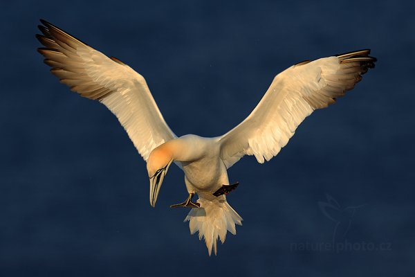 Terej bílý (Sula bassana), Terej bílý (Sula bassana) Northern Gannet, Autor: Ondřej Prosický | NaturePhoto.cz, Model: Canon EOS-1D Mark IV, Objektiv: Canon EF 400mm f/2.8 L IS II USM, Ohnisková vzdálenost (EQ35mm): 520 mm, stativ Gitzo, Clona: 5.0, Doba expozice: 1/1250 s, ISO: 200, Kompenzace expozice: -1/3, Blesk: Ne, 22. května 2012 7:13:29, ostrov Helgoland (Německo) 