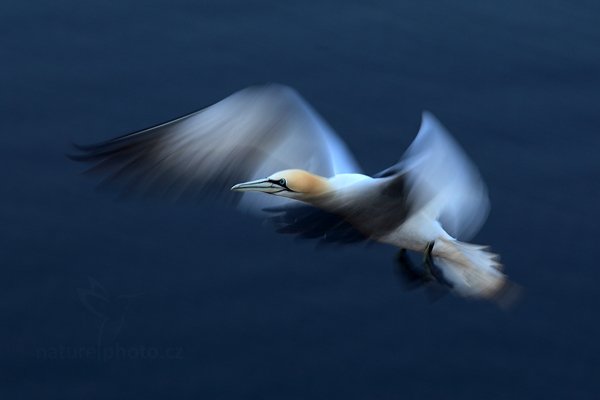 Terej bílý (Sula bassana), Terej bílý (Sula bassana) Northern Gannet, Autor: Ondřej Prosický | NaturePhoto.cz, Model: Canon EOS-1D Mark IV, Objektiv: Canon EF 200mm f/2.8 L USM, Ohnisková vzdálenost (EQ35mm): 260 mm, stativ Gitzo, Clona: 6.3, Doba expozice: 1/30 s, ISO: 320, Kompenzace expozice: -2/3, Blesk: Ne, 22. května 2012 5:58:55, ostrov Helgoland (Německo) 