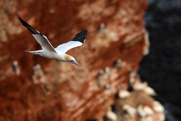 Terej bílý (Sula bassana), Terej bílý (Sula bassana) Northern Gannet, Autor: Ondřej Prosický | NaturePhoto.cz, Model: Canon EOS-1D Mark IV, Objektiv: Canon EF 400mm f/2.8 L IS II USM, Ohnisková vzdálenost (EQ35mm): 520 mm, stativ Gitzo, Clona: 5.0, Doba expozice: 1/800 s, ISO: 500, Kompenzace expozice: -1, Blesk: Ne, 21. května 2012 20:24:12, ostrov Helgoland (Německo) 