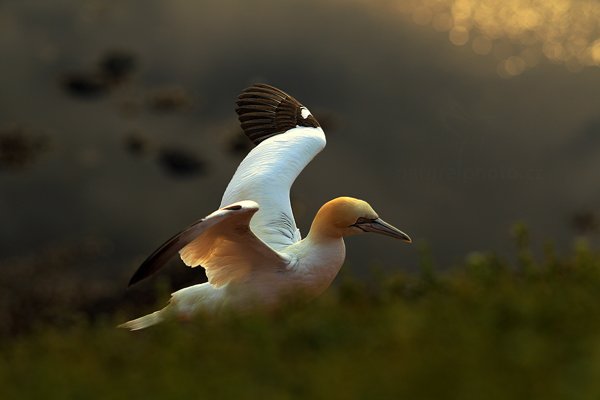 Terej bílý (Sula bassana), Terej bílý (Sula bassana) Northern Gannet, Autor: Ondřej Prosický | NaturePhoto.cz, Model: Canon EOS-1D Mark IV, Objektiv: Canon EF 200mm f/2.8 L USM, Ohnisková vzdálenost (EQ35mm): 260 mm, stativ Gitzo, Clona: 4.0, Doba expozice: 1/640 s, ISO: 200, Kompenzace expozice: -2/3, Blesk: Ne, 21. května 2012 19:43:11, ostrov Helgoland (Německo) 