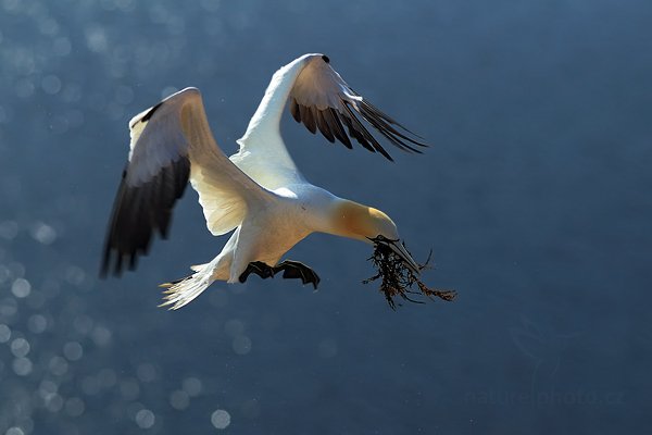 Terej bílý (Sula bassana), Terej bílý (Sula bassana) Northern Gannet, Autor: Ondřej Prosický | NaturePhoto.cz, Model: Canon EOS-1D Mark IV, Objektiv: Canon EF 400mm f/2.8 L IS II USM, Ohnisková vzdálenost (EQ35mm): 520 mm, stativ Gitzo, Clona: 4.0, Doba expozice: 1/1250 s, ISO: 100, Kompenzace expozice: -1/3, Blesk: Ne, 21. května 2012 18:02:29, ostrov Helgoland (Německo)  