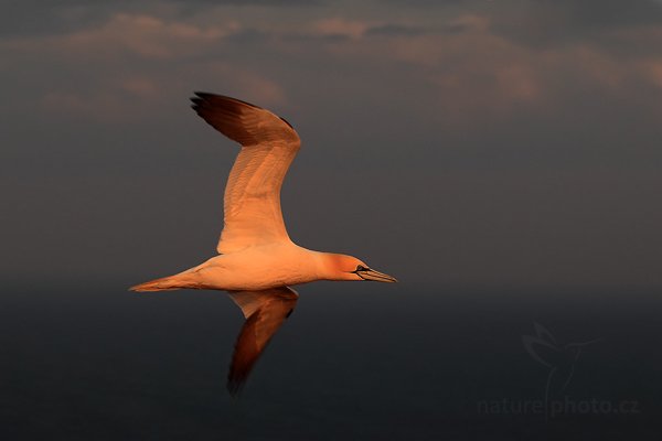 Terej bílý (Sula bassana), Terej bílý (Sula bassana) Northern Gannet, Autor: Ondřej Prosický | NaturePhoto.cz, Model: Canon EOS-1D Mark IV, Objektiv: Canon EF 100mm f/2.8 L IS Macro USM, Ohnisková vzdálenost (EQ35mm): 130 mm, stativ Gitzo, Clona: 4.5, Doba expozice: 1/320 s, ISO: 400, Kompenzace expozice: -2/3, Blesk: Ne, 21. května 2012 5:42:44, ostrov Helgoland (Německo) 