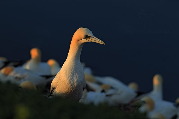 Terej bílý (Sula bassana), Terej bílý (Sula bassana) Northern Gannet, Autor: Ondřej Prosický | NaturePhoto.cz, Model: Canon EOS-1D Mark IV, Objektiv: Canon EF 200mm f/2.8 L USM, Ohnisková vzdálenost (EQ35mm): 260 mm, stativ Gitzo, Clona: 4, Doba expozice: 1/320 s, ISO: 320, Kompenzace expozice: -2/3, Blesk: Ne, 21. května 2012 6.21:55, ostrov Helgoland (Německo)