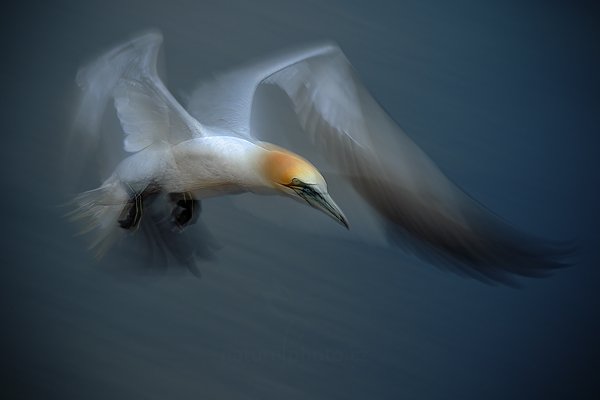 Terej bílý (Sula bassana), Terej bílý (Sula bassana) Northern Gannet, Autor: Ondřej Prosický | NaturePhoto.cz, Model: Canon EOS-1D Mark IV, Objektiv: Canon EF 200mm f/2.8 L USM, Ohnisková vzdálenost (EQ35mm): 260 mm, stativ Gitzo, Clona: 13, Doba expozice: 1/15 s, ISO: 100, Kompenzace expozice: +1/3, Blesk: Ano, 19. května 2012 19:06:35, ostrov Helgoland (Německo) 