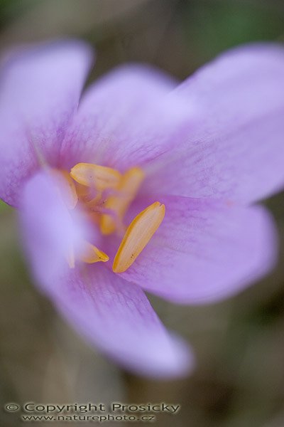 Šafrán heuffeluf (crocus heuffelianus), Šafrán heuffeluf (crocus heuffelianus), Autor: Ondřej Prosický, Model aparátu: Canon EOS 20D, Objektiv: Canon EF 100mm f/2.8 Macro USM, fotografováno z ruky, Ohnisková vzdálenost: 100.00 mm, Clona: 2.80, Doba expozice: 1/200 s, ISO: 100, Vyvážení expozice: 0.00, Blesk: Ne, Vytvořeno: 3. září 2005 17:22:12, Valteřice u České Lípy (ČR)