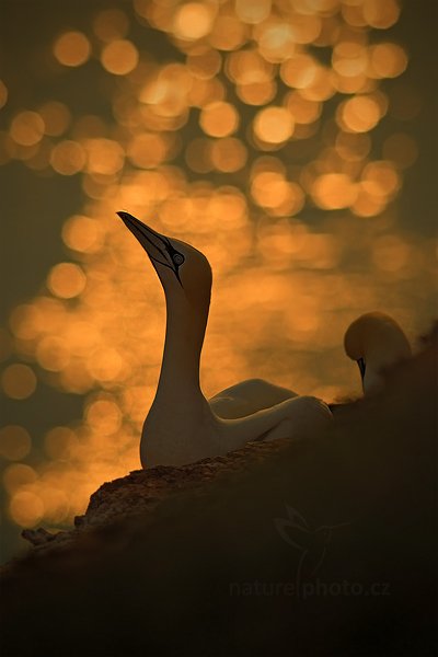 Terej bílý (Sula bassana), Terej bílý (Sula bassana) Northern Gannet, Autor: Ondřej Prosický | NaturePhoto.cz, Model: Canon EOS-1D Mark IV, Objektiv: Canon EF 400mm f/2.8 L IS II USM, Ohnisková vzdálenost (EQ35mm): 260 mm, stativ Gitzo, Clona: 3.2, Doba expozice: 1/1600 s, ISO: 100, Kompenzace expozice: 0, Blesk: Ano, 19. května 2012 19:51:01, ostrov Helgoland (Německo) 