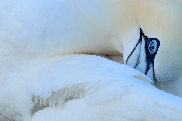 Terej bílý (Sula bassana), Terej bílý (Sula bassana) Northern Gannet, Autor: Ondřej Prosický | NaturePhoto.cz, Model: Canon EOS-1D Mark IV, Objektiv: Canon EF 400mm f/2.8 L IS II USM, Ohnisková vzdálenost (EQ35mm): 520 mm, stativ Gitzo, Clona: 6.3, Doba expozice: 1/60 s, ISO: 800, Kompenzace expozice: 0, Blesk: Ne, 20. května 2012 5:35:12, ostrov Helgoland (Německo) 