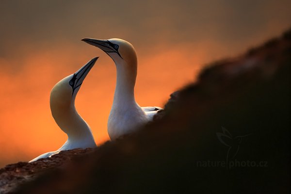 Terej bílý (Sula bassana), Terej bílý (Sula bassana) Northern Gannet, Autor: Ondřej Prosický | NaturePhoto.cz, Model: Canon EOS 5D Mark II, Objektiv: Canon EF 400mm f/2.8 L IS II USM, Ohnisková vzdálenost (EQ35mm): 400 mm, stativ Gitzo, Clona: 3.5, Doba expozice: 1/400 s, ISO: 200, Kompenzace expozice: -1/3, Blesk: Ne, 19. května 2012 20:21:38, ostrov Helgoland (Německo) 