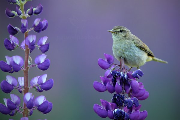 Budníček menší (Phylloscopus collybita), Budníček menší (Phylloscopus collybita) Common Chiffchaff, Autor: Ondřej Prosický | NaturePhoto.cz, Model: Canon EOS 5D Mark II, Objektiv: Canon EF 400mm f/2.8 L IS II USM + TC Canon 1.4x, Ohnisková vzdálenost (EQ35mm): 560 mm, stativ Gitzo, Clona: 5.0, Doba expozice: 1/160 s, ISO: 640, Kompenzace expozice: -2/3, Blesk: Ne, 16. června 2012 20:06:55, Prachaticko, Šumava (Česko)