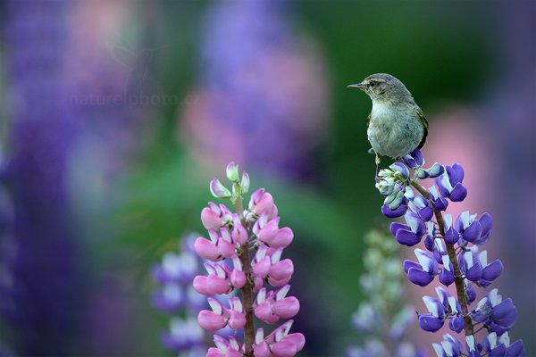 Budníček menší (Phylloscopus collybita), Budníček menší (Phylloscopus collybita) Common Chiffchaff, Autor: Ondřej Prosický | NaturePhoto.cz, Model: Canon EOS 5D Mark II, Objektiv: Canon EF 400mm f/2.8 L IS II USM + TC Canon 1.4x, Ohnisková vzdálenost (EQ35mm): 560 mm, stativ Gitzo, Clona: 4.0, Doba expozice: 1/320 s, ISO: 800, Kompenzace expozice: -1/3, Blesk: Ne, 16. června 2012 19:17:50, Prachaticko, Šumava (Česko)