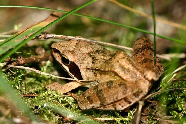 Skokan hnědý (Rana temporaria), Skokan hnědý (Rana temporaria), Grass Frog Common, Grasfrosch, Autor: Ondřej Prosický, Model aparátu: Canon EOS 300D DIGITAL, Objektiv: Canon EF 100mm f/2.8 Macro USM, Ohnisková vzdálenost: 100.00 mm, fotografováno z ruky, Clona: 4.5, Doba expozice: 1/60 s, ISO: 100, Vyvážení expozice: -1/3 EV, Blesk: Ne, Vytvořeno: 8. července 2004 18:02, Přesličkový rybník u Českých Velenic (ČR)