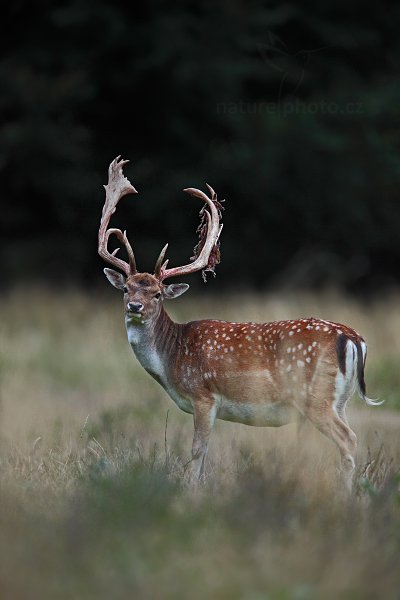 Daněk skvrnitý (Dama dama), Daněk skvrnitý (Dama dama) Fallow Deer, Autor: Ondřej Prosický | NaturePhoto.cz, Model: Canon EOS 5D Mark II, Objektiv: Canon EF 400mm f/2.8 L IS II USM, Ohnisková vzdálenost (EQ35mm): 560 mm, stativ Gitzo, Clona: 4.0, Doba expozice: 1/40 s, ISO: 2000, Kompenzace expozice: -2/3, Blesk: Ne, Vytvořeno: 5. září 2012 19:58:55, Dyrehave (Dánsko) 