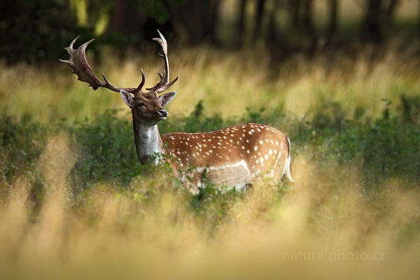 Daněk skvrnitý (Dama dama), Daněk skvrnitý (Dama dama) Fallow Deer, Autor: Ondřej Prosický | NaturePhoto.cz, Model: Canon EOS 5D Mark II, Objektiv: Canon EF 400mm f/2.8 L IS II USM, Ohnisková vzdálenost (EQ35mm): 560 mm, stativ Gitzo, Clona: 5.6, Doba expozice: 1/200 s, ISO: 200, Kompenzace expozice: -2/3, Blesk: Ne, Vytvořeno: 6. září 2012 17:07:54, Dyrehave (Dánsko) 