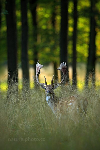 Daněk skvrnitý (Dama dama), Daněk skvrnitý (Dama dama) Fallow Deer, Autor: Ondřej Prosický | NaturePhoto.cz, Model: Canon EOS 5D Mark II, Objektiv: Canon EF 400mm f/2.8 L IS II USM, Ohnisková vzdálenost (EQ35mm): 400 mm, stativ Gitzo, Clona: 3.5, Doba expozice: 1/320 s, ISO: 800, Kompenzace expozice: -1/3, Blesk: Ne, Vytvořeno: 5. září 2012 7:30:43, Dyrehave (Dánsko) 