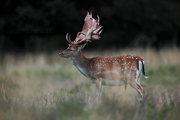 Daněk skvrnitý (Dama dama), Daněk skvrnitý (Dama dama) Fallow Deer, Autor: Ondřej Prosický | NaturePhoto.cz, Model: Canon EOS 5D Mark II, Objektiv: Canon EF 400mm f/2.8 L IS II USM, Ohnisková vzdálenost (EQ35mm): 560 mm, stativ Gitzo, Clona: 4.0, Doba expozice: 1/40 s, ISO: 2000, Kompenzace expozice: -2/3, Blesk: Ne, Vytvořeno: 5. září 2012 19:59:32, Dyrehave (Dánsko) 