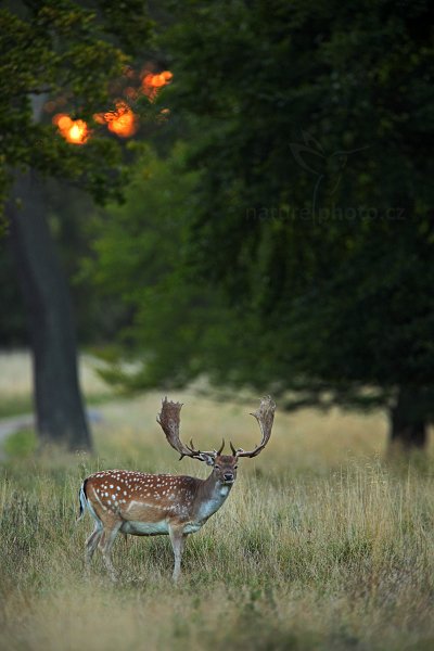 Daněk skvrnitý (Dama dama), Daněk skvrnitý (Dama dama) Fallow Deer, Autor: Ondřej Prosický | NaturePhoto.cz, Model: Canon EOS 5D Mark II, Objektiv: Canon EF 400mm f/2.8 L IS II USM, Ohnisková vzdálenost (EQ35mm): 560 mm, stativ Gitzo, Clona: 4.0, Doba expozice: 1/160 s, ISO: 2000, Kompenzace expozice: +1/3, Blesk: Ne, Vytvořeno: 6. září 2012 6:32:38, Dyrehave (Dánsko) 