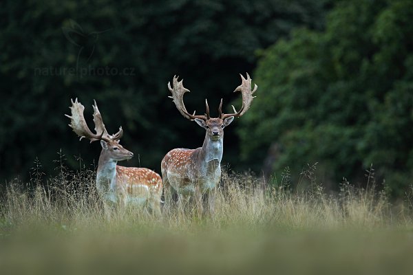 Daněk skvrnitý (Dama dama), Daněk skvrnitý (Dama dama) Fallow Deer, Autor: Ondřej Prosický | NaturePhoto.cz, Model: Canon EOS 5D Mark II, Objektiv: Canon EF 400mm f/2.8 L IS II USM, Ohnisková vzdálenost (EQ35mm): 560 mm, stativ Gitzo, Clona: 5.0, Doba expozice: 1/30 s, ISO: 2000, Kompenzace expozice: -2/3, Blesk: Ne, Vytvořeno: 5. září 2012 19:54:04, Dyrehave (Dánsko) 