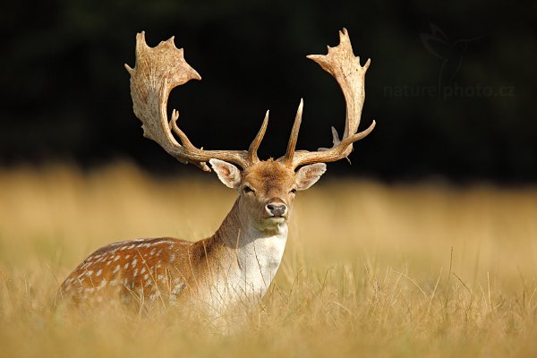 Daněk evropský (Dama dama), Daněk skvrnitý (Dama dama) Fallow Deer, Autor: Ondřej Prosický | NaturePhoto.cz, Model: Canon EOS 5D Mark II, Objektiv: Canon EF 400mm f/2.8 L IS II USM, Ohnisková vzdálenost (EQ35mm): 560 mm, stativ Gitzo, Clona: 5.0, Doba expozice: 1/1000 s, ISO: 200, Kompenzace expozice: -2/3, Blesk: Ne, Vytvořeno: 6. září 2012 17:05:58, Dyrehave (Dánsko) 