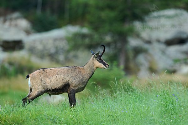 Kamzík horský (Rupicapra rupicapra), Kamzík horský (Rupicapra rupicapra) Chamois, Autor: Ondřej Prosický | NaturePhoto.cz, Model: Canon EOS-1D X, Objektiv: Canon EF 400mm f/2.8 L USM, stativ Gitzo, Clona: 5.0, Doba expozice: 1/80 s, ISO: 500, Kompenzace expozice: +1/3, Blesk: Ne, Vytvořeno: 17. srpna 2012 7:02:17, Parco Nazionale Gran Paradiso (Itálie) 