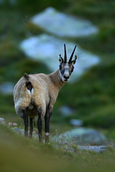 Kamzík horský (Rupicapra rupicapra), Kamzík horský (Rupicapra rupicapra) Chamois, Autor: Ondřej Prosický | NaturePhoto.cz, Model: Canon EOS-1D X, Objektiv: Canon EF 400mm f/2.8 L USM, stativ Gitzo, Clona: 6.3, Doba expozice: 1/1600 s, ISO: 1000, Kompenzace expozice: -2, Blesk: Ne, Vytvořeno: 17. srpna 2012 18:26:23, Parco Nazionale Gran Paradiso (Itálie) 