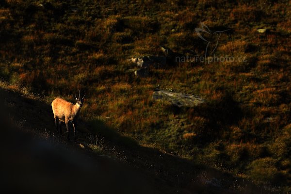 Kamzík horský (Rupicapra rupicapra), Kamzík horský (Rupicapra rupicapra) Chamois, Autor: Ondřej Prosický | NaturePhoto.cz, Model: Canon EOS-1D X, Objektiv: Canon EF 400mm f/2.8 L USM, stativ Gitzo, Clona: 7.1, Doba expozice: 1/500 s, ISO: 200, Kompenzace expozice: -1 1/3, Blesk: Ne, Vytvořeno: 17. srpna 2012 18:17:06, Parco Nazionale Gran Paradiso (Itálie) 