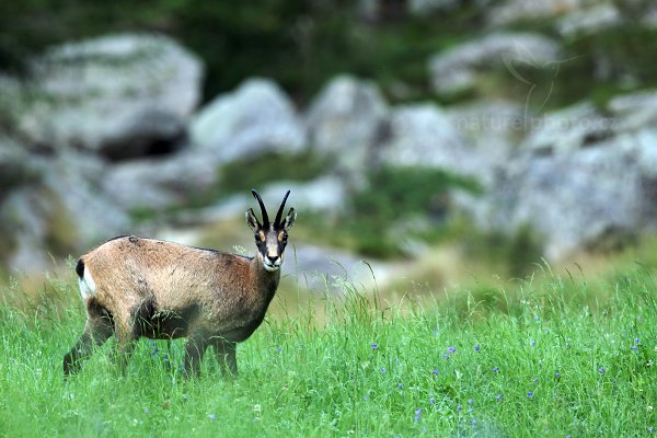 Kamzík horský (Rupicapra rupicapra), Kamzík horský (Rupicapra rupicapra) Chamois, Autor: Ondřej Prosický | NaturePhoto.cz, Model: Canon EOS-1D X, Objektiv: Canon EF 400mm f/2.8 L USM, stativ Gitzo, Clona: 5.0, Doba expozice: 1/100 s, ISO: 500, Kompenzace expozice: +1/3, Blesk: Ne, Vytvořeno: 17. srpna 2012 7:02:38, Parco Nazionale Gran Paradiso (Itálie)