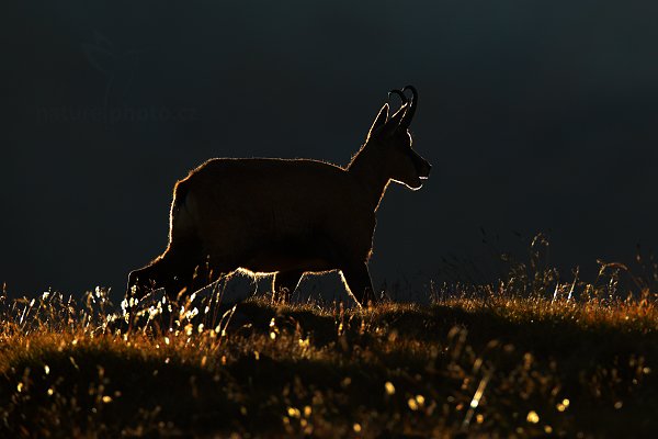 Kamzík horský (Rupicapra rupicapra), Kamzík horský (Rupicapra rupicapra) Chamois, Autor: Ondřej Prosický | NaturePhoto.cz, Model: Canon EOS-1D X, Objektiv: Canon EF 400mm f/2.8 L USM, stativ Gitzo, Clona: 6.3, Doba expozice: 1/2500 s, ISO: 1000, Kompenzace expozice: -1/3, Blesk: Ne, Vytvořeno: 17. srpna 2012 18:32:46, Parco Nazionale Gran Paradiso (Itálie)