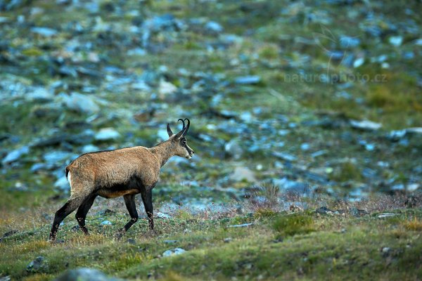 Kamzík horský (Rupicapra rupicapra), Kamzík horský (Rupicapra rupicapra) Chamois, Autor: Ondřej Prosický | NaturePhoto.cz, Model: Canon EOS-1D X, Objektiv: Canon EF 400mm f/2.8 L USM, stativ Gitzo, Clona: 6.3, Doba expozice: 1/250 s, ISO: 1000, Kompenzace expozice: 0, Blesk: Ne, Vytvořeno: 17. srpna 2012 18:41:12, Parco Nazionale Gran Paradiso (Itálie)  