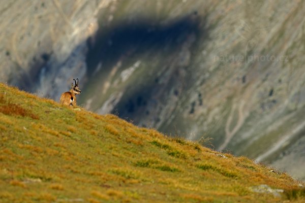 Kamzík horský (Rupicapra rupicapra), Kamzík horský alpský (Rupicapra rupicapra rupicapra) Chamois, Autor: Ondřej Prosický | NaturePhoto.cz, Model: Canon EOS-1D X, Objektiv: Canon EF 400mm f/2.8 L USM, stativ Gitzo, Clona: 5.0, Doba expozice: 1/2500 s, ISO: 250, Kompenzace expozice: -1/3, Blesk: Ne, Vytvořeno: 17. srpna 2012 18:12:39, Parco Nazionale Gran Paradiso (Itálie) 