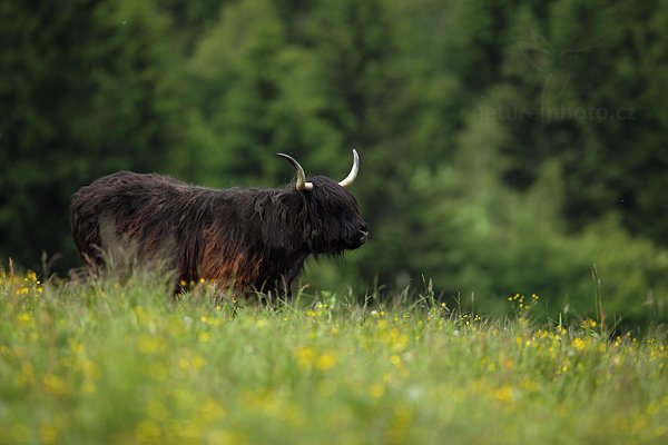 Skotský náhorní skot (Bos primigenius taurus)