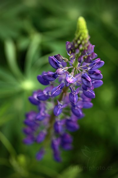 Lupina mnoholistá (Lupinus polyphyllus), Lupina mnoholistá Lupinus polyphyllus Big-Leaf Lupin  Rosopsidav vyšší dvouděložné rostliny Fabales bobotvaré Fabaceae bobovité Prachaticko Šumava Česko květ rostlina fialová modrofialová rostlina