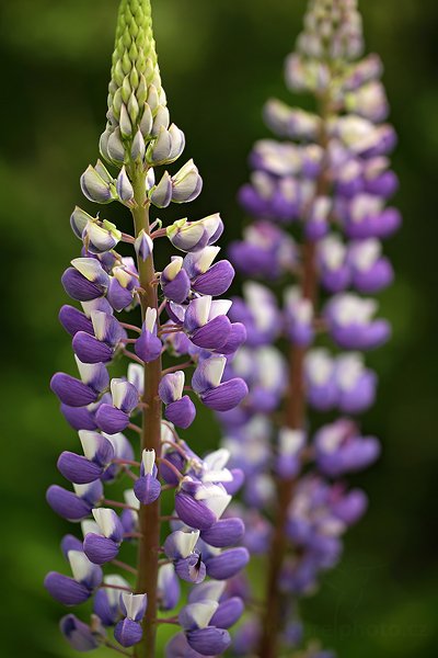 Lupina mnoholistá (Lupinus polyphyllus), Lupina mnoholistá (Lupinus polyphyllus), Prachaticko, Šumava, Česko