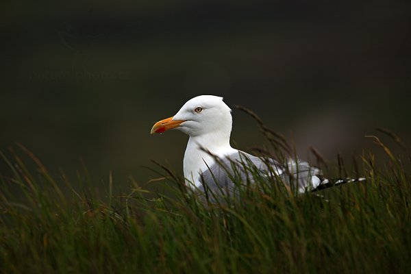 Racek tříprstý (Rissa tridactyla), Racek tříprstý (Rissa tridactyla), Kittiwake, Helgoland, Německo