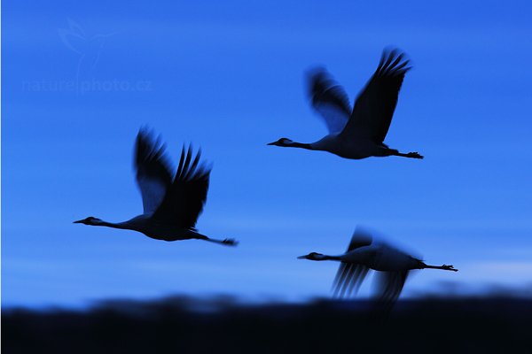 Jeřáb popelavý (Grus grus)