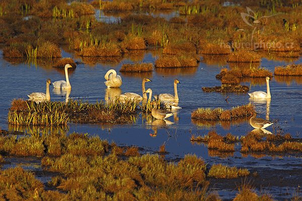 Labuť zpěvná (Cygnus cygnus), Labuť zpěvná (Cygnus cygnus), Whooper Swan, Lake Hornborga, Švédsko