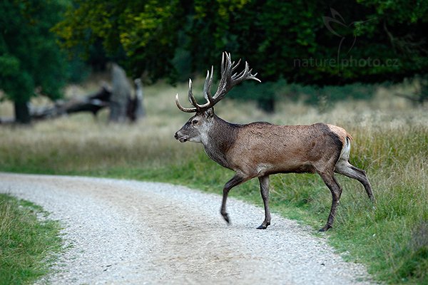 Jelen lesní (Cervus elaphus), Jelen lesní (Cervus elaphus) European Red Deer, Autor: Ondřej Prosický | NaturePhoto.cz, Model: Canon EOS 5D Mark II, Objektiv: Canon EF 400mm f/2.8 L IS II USM, Ohnisková vzdálenost (EQ35mm): 400 mm, stativ Gitzo, Clona: 3.5, Doba expozice: 1/40 s, ISO: 1600, Kompenzace expozice: -1/3, Blesk: Ne, 5. září 2012 6:37:45, Dyrehave (Dánsko)  