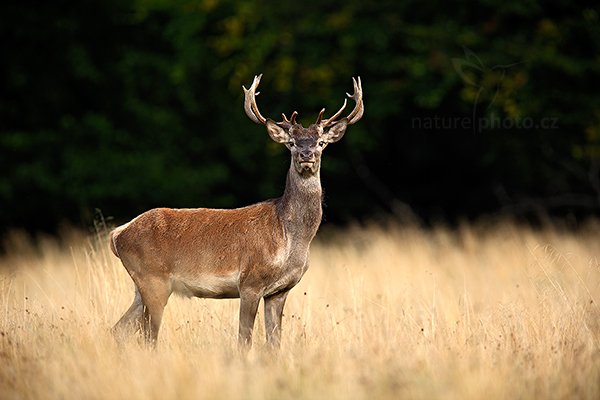 Jelen lesní (Cervus elaphus), Jelen lesní (Cervus elaphus) European Red Deer, Autor: Ondřej Prosický | NaturePhoto.cz, Model: Canon EOS 5D Mark II, Objektiv: Canon EF 400mm f/2.8 L IS II USM + TC Canon 1.4x, Ohnisková vzdálenost (EQ35mm): 560 mm, stativ Gitzo, Clona: 4.5, Doba expozice: 1/640 s, ISO: 320, Kompenzace expozice: -2/3, Blesk: Ne, 6. září 2012 18:09:04, Dyrehave (Dánsko) 