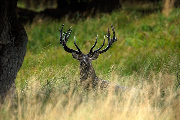 Jelen lesní (Cervus elaphus), Jelen lesní (Cervus elaphus) European Red Deer, Autor: Ondřej Prosický | NaturePhoto.cz, Model: Canon EOS 5D Mark II, Objektiv: Canon EF 400mm f/2.8 L IS II USM, Ohnisková vzdálenost (EQ35mm): 400 mm, stativ Gitzo, Clona: 4.0, Doba expozice: 1/160 s, ISO: 800, Kompenzace expozice: -1/3, Blesk: Ne, 8. září 2012 8:01:51, Dyrehave (Dánsko)  