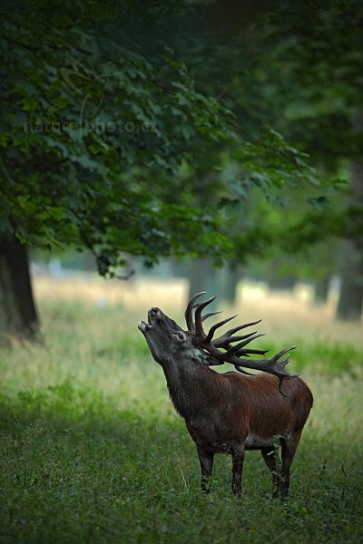 Jelen lesní (Cervus elaphus), Jelen lesní (Cervus elaphus) European Red Deer, Autor: Ondřej Prosický | NaturePhoto.cz, Model: Canon EOS 5D Mark II, Objektiv: Canon EF 400mm f/2.8 L IS II USM, Ohnisková vzdálenost (EQ35mm): 400 mm, stativ Gitzo, Clona: 3.5, Doba expozice: 1/40 s, ISO: 1600, Kompenzace expozice: -1/3, Blesk: Ne, 5. září 2012 6:37:45, Dyrehave (Dánsko)  