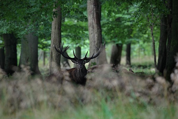 Jelen lesní (Cervus elaphus), Jelen lesní (Cervus elaphus) European Red Deer, Autor: Ondřej Prosický | NaturePhoto.cz, Model: Canon EOS 5D Mark II, Objektiv: Canon EF 400mm f/2.8 L IS II USM + TC Canon 1.4x, Ohnisková vzdálenost (EQ35mm): 560 mm, stativ Gitzo, Clona: 4.5, Doba expozice: 1/10 s, ISO: 1250, Kompenzace expozice: -1/3, Blesk: Ne, 8. září 2012 7:15:46, Dyrehave (Dánsko) 