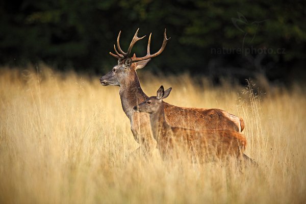 Jelen lesní (Cervus elaphus), Jelen lesní (Cervus elaphus) European Red Deer, Autor: Ondřej Prosický | NaturePhoto.cz, Model: Canon EOS 5D Mark II, Objektiv: Canon EF 400mm f/2.8 L IS II USM + TC Canon 1.4x, Ohnisková vzdálenost (EQ35mm): 560 mm, stativ Gitzo, Clona: 4.5, Doba expozice: 1/640 s, ISO: 320, Kompenzace expozice: -2/3, Blesk: Ne, 6. září 2012 18:09:04, Dyrehave (Dánsko) 