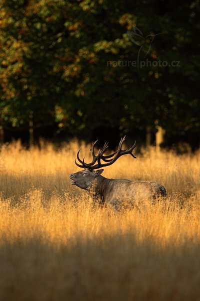 Jelen lesní (Cervus elaphus), Jelen lesní (Cervus elaphus) European Red Deer, Autor: Ondřej Prosický | NaturePhoto.cz, Model: Canon EOS 5D Mark II, Objektiv: Canon EF 400mm f/2.8 L IS II USM + TC Canon 2x, Ohnisková vzdálenost (EQ35mm): 800 mm, stativ Gitzo, Clona: 6.3, Doba expozice: 1/800 s, ISO: 500, Kompenzace expozice: -2/3, Blesk: Ne, 5. září 2012 8:09:15, Dyrehave (Dánsko) 