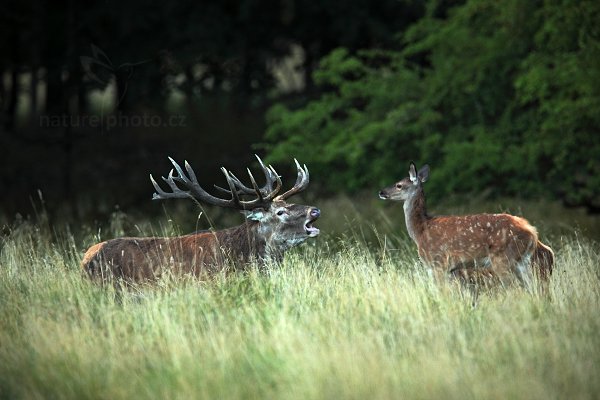 Jelen lesní (Cervus elaphus), Jelen lesní (Cervus elaphus) European Red Deer, Autor: Ondřej Prosický | NaturePhoto.cz, Model: Canon EOS 5D Mark II, Objektiv: Canon EF 400mm f/2.8 L IS II USM + TC Canon 1.4x, Ohnisková vzdálenost (EQ35mm): 560 mm, stativ Gitzo, Clona: 5.0, Doba expozice: 1/160 s, ISO: 1250, Kompenzace expozice: -2/3, Blesk: Ne, 5. září 2012 19:29:59, Dyrehave (Dánsko) 