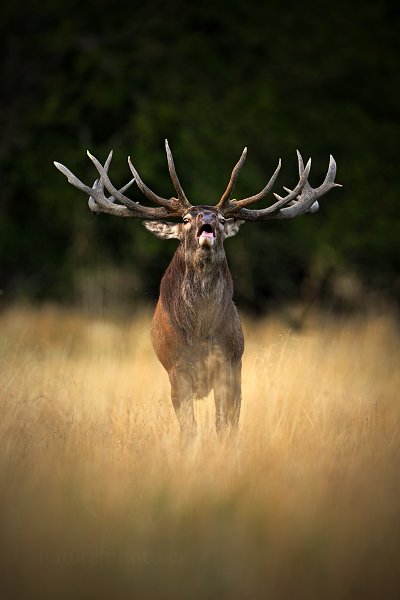 Jelen lesní (Cervus elaphus), Jelen lesní (Cervus elaphus) European Red Deer, Autor: Ondřej Prosický | NaturePhoto.cz, Model: Canon EOS 5D Mark II, Objektiv: Canon EF 400mm f/2.8 L IS II USM, Ohnisková vzdálenost (EQ35mm): 400 mm, stativ Gitzo, Clona: 3.5, Doba expozice: 1/250 s, ISO: 250, Kompenzace expozice: -1/3, Blesk: Ne, 6. září 2012 18:25:04, Dyrehave (Dánsko)  