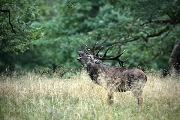 Jelen lesní (Cervus elaphus), Jelen lesní (Cervus elaphus) European Red Deer, Autor: Ondřej Prosický | NaturePhoto.cz, Model: Canon EOS 5D Mark II, Objektiv: Canon EF 400mm f/2.8 L IS II USM, Ohnisková vzdálenost (EQ35mm): 400 mm, stativ Gitzo, Clona: 4.5, Doba expozice: 1/25 s, ISO: 1250, Kompenzace expozice: -1/3, Blesk: Ne, 8. září 2012 7:11:50, Dyrehave (Dánsko) 